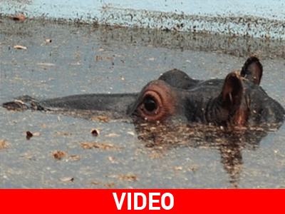 Ν. Αφρική: Επιχείρηση διάσωσης για παγιδευμένο ιπποπόταμο